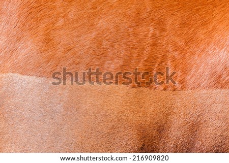 Horse Healthy Animal Horse chestnut animal closeup  hair-cut detail outdoors