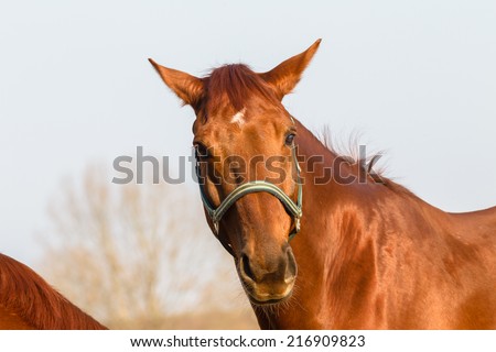 Horse Healthy Animal Horse chestnut animal closeup  detail outdoors