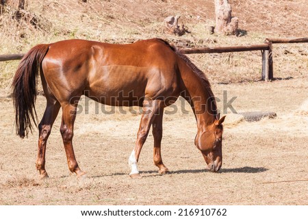 Horse Animal Chestnut Horse animal of chestnut breed healthy fit strength.