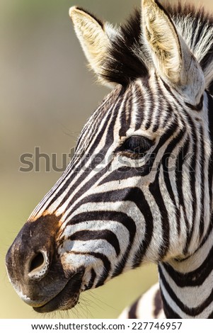 Zebra Head Animal Wildlife Zebra  closeup head portrait animal wildlife wilderness terrain habitat