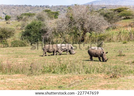 Rhinos Wildlife Habitat  Rhinos and calfs in animal wildlife wilderness terrain habitat