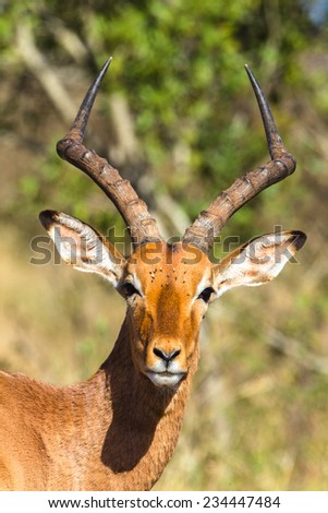 Buck Animal Head Horns Impala buck animal alert closeup portrait head horns in wildlife safari reserve