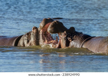 Hippos Fight Wildlife Hippos challenge fight mouths wide open at waterhole in wildlife park reserve