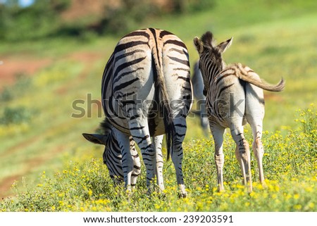 Zebra Calf Wildlife Zebra calf animals closeup alert between feeds in wildlife wilderness.