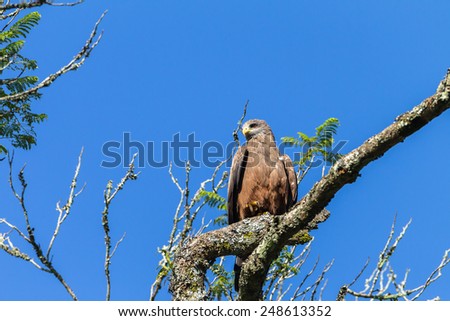 Eagle Bird Bird eagle kite perched on tree branch in morning blue sky
