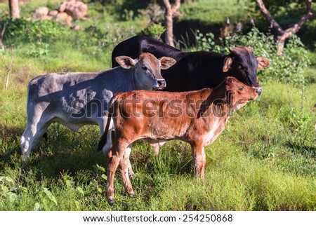 Cow Animal River Cows farming cattle animals in open valley fields rural countryside