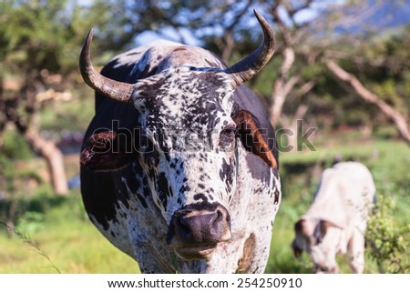 Cow Head Animal Cow animal head closeup farming cattle in open valley fields rural countryside