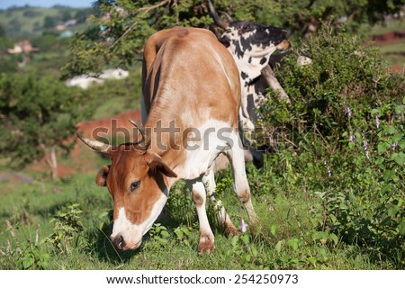 Cows Rural Farming Cows Cattle  farming animals in open valley fields rural countryside