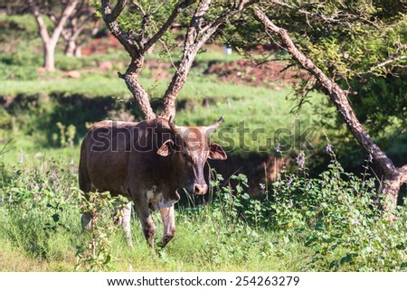 Cows Rural Countryside Cows farming animals in open valley fields rural countryside