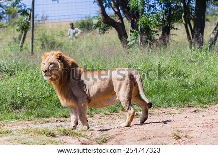 Lion Lions wildlife cats predator hunters and dangerous in park reserve