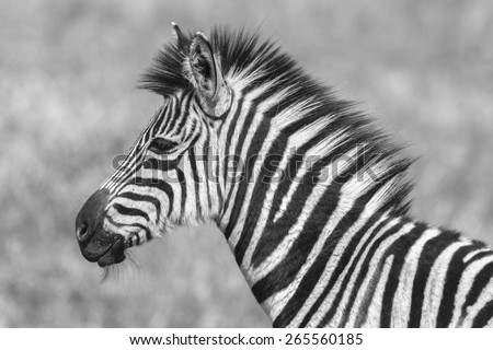 Zebra Calf Black White\
Zebra calf wildlife animal  in vintage black and white