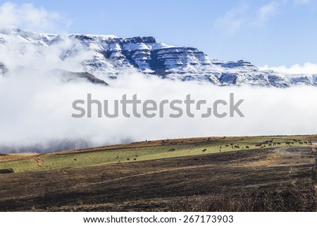 Mountains Snow Animals Landscape\
Mountain snow mist cloud rising over valley cattle animals on green black contrasted scenic landscape
