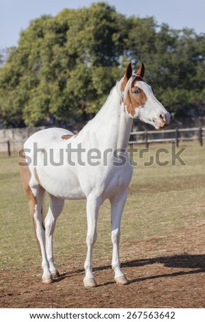 Horse Blue Eye Animal\
Horse blue eyes white brown closeup of equestrian animal.