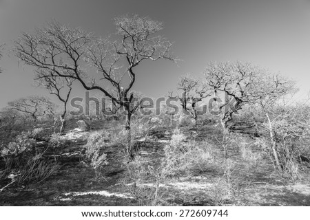 Trees Landscape Fire Vintage Fire burnt trees grass landscape in wilderness wildlife terrain vintage black and white tones of nature.