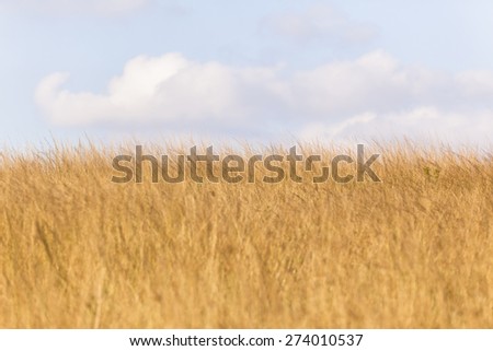 Grasslands Landscape\
Grassland wilderness wildlife landscape