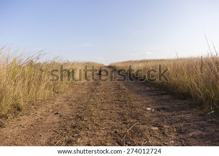 Dirt Road  Grass Hillside Landscape \
Dirt road tracks through grassland  hillside wilderness landscape