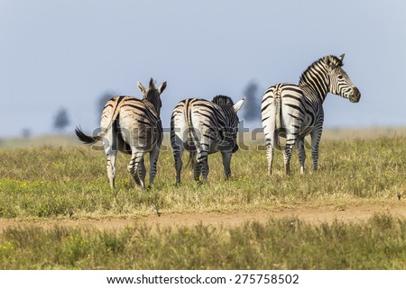 Zebra\'s Three Zebra\'s three animals wildlife reserve park.