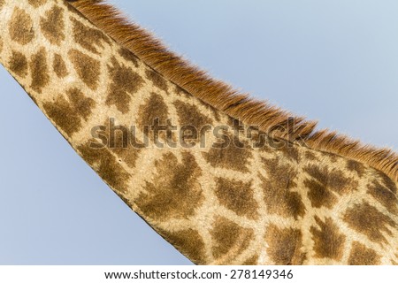 Giraffe Neck Wildlife Giraffe neck wildlife animal closeup color detail