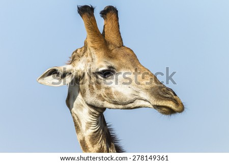 Giraffe Head  Giraffe wildlife animal closeup head detail portrait