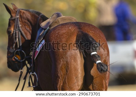 Horse Polo\
Polo equestrian horse pony rear tail saddle