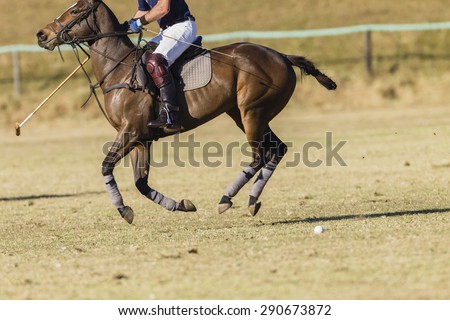 Polo Rider Horse Action\
Polo equestrian rider horse pony game action