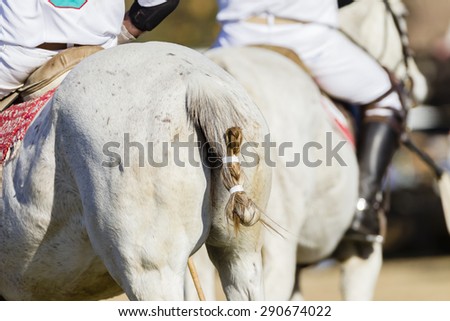 Horses Polo Riders Detail\
Polo equestrian riders horses unidentified detail pony game action