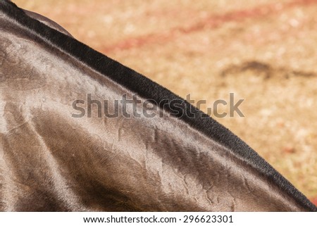 Horse Neck Closeup\
Horse pony grooming neck hair mange body cover closeup abstract animal detail.