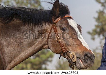 Horse Head\
Horse stallion closeup head portrait of animal