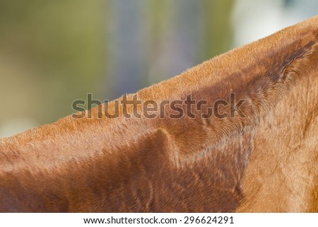 Horse Detail\
Horse pony grooming neck body cover closeup abstract animal detail.