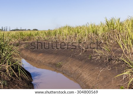 Farm Crops Water Canal\
Farm water canal alongside sugarcane crops in rural countryside.