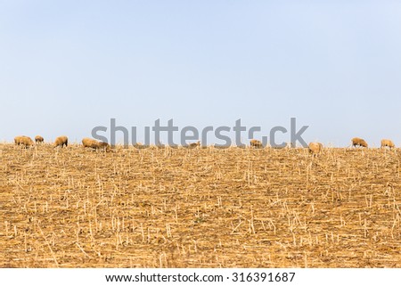 Sheep Dry Landscape\
Sheep animals eating harvested fields dry season landscape