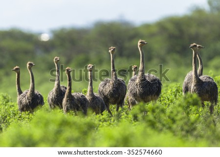 Ostrich Birds Wildlife\
Ostrich bird flock wilderness wildlife park reserve