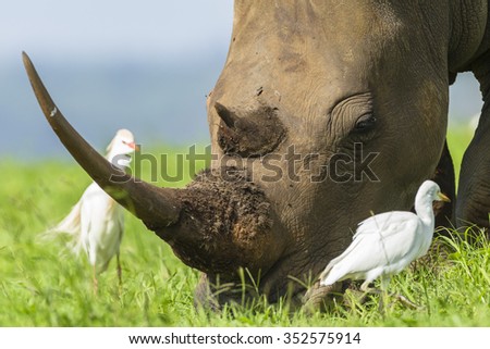 Rhino Wildlife\
Rhino wildlife animal pecker birds summer rural wilderness reserve