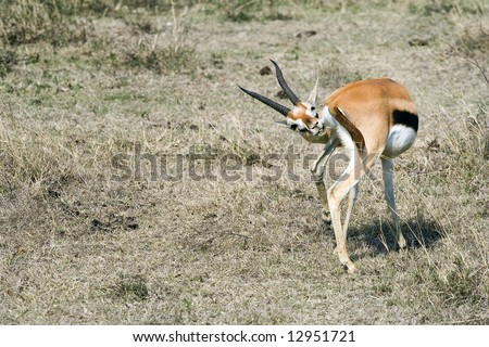 thomson gazelle turns around