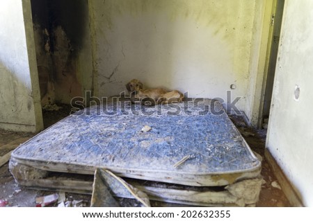 an old dog in a dirty corner of a house