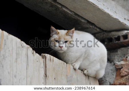 a white cat in the wooden door of a work