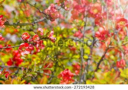 dreamy beautiful background sunny flowers summer or spring with soft blur bokeh