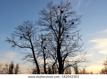 Silhouette of bare tree with mistletoe on a background of blue sky and clouds outdoors