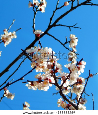 Spring cherry blossom flowers - sakura - over blue sky