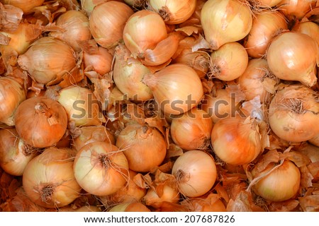 Lots of golden bulb onions