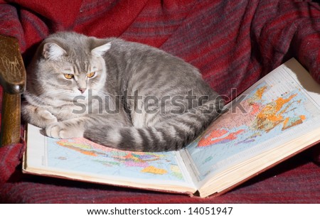 Cat looks on a map