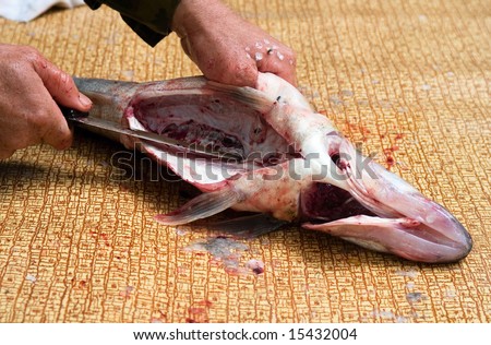 gutting of freshly caught fish (carp)