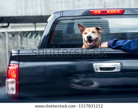 Dog on black pick up truck -back view