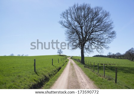 A single tree standing next to a quiet road that heads to the horizon through green fields of grass.