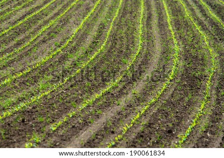 Agricultural field with young plants