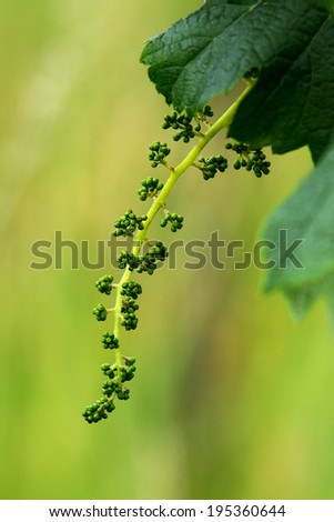 Young grape cluster in spring