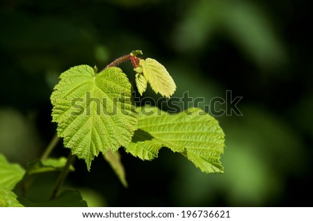 Green hazel leaves on a blurred background