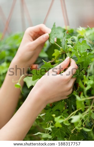Nature needs your care. Cropped image of woman touching green leafs of plant