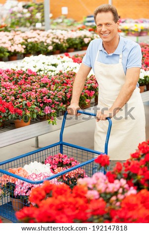 I love flowers. Top view of handsome mature man in apron using a cart full of potted plants and while standing in a greenhouse