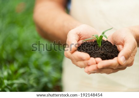 New Life. Close-up of male hands holding green plant